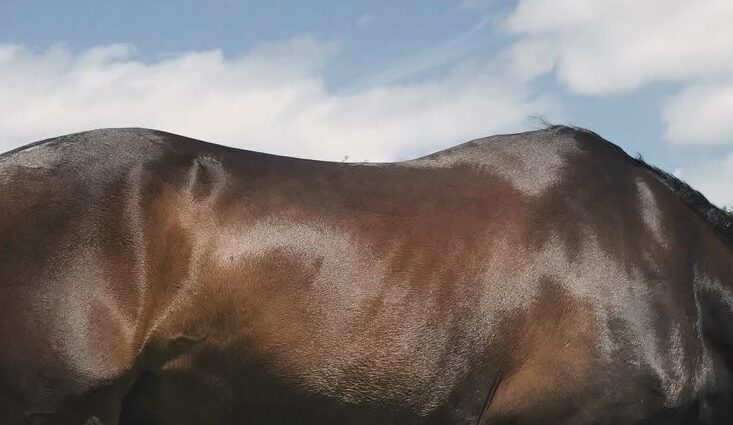 The Year of the Horse in 2026 Marketing Campaigns